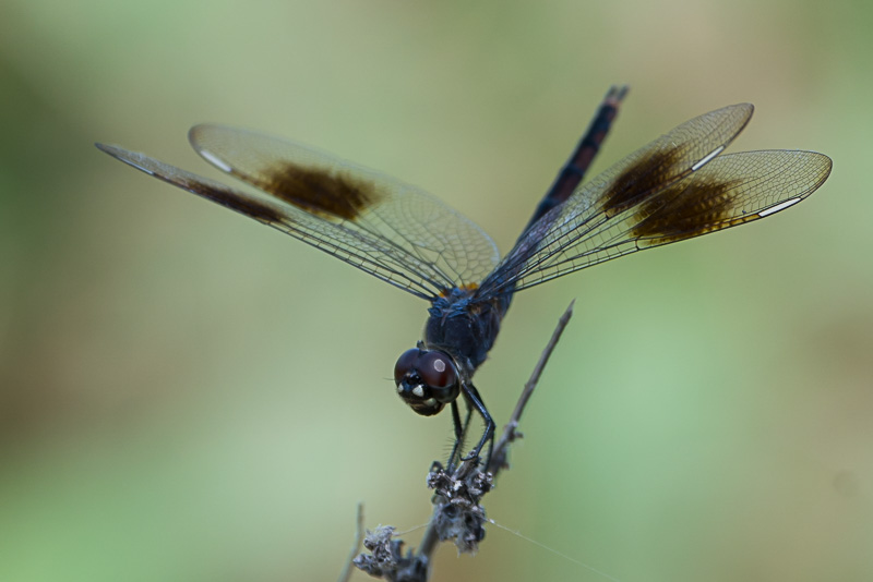 four-spotted pennant